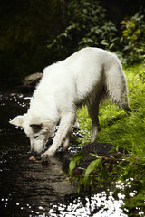 Wall Mural - Nice young Swiss white shepherd in creek