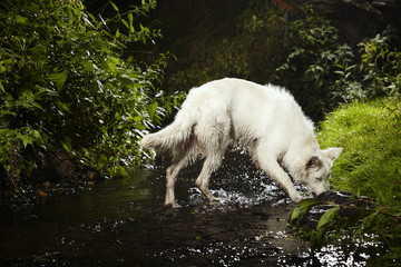 Wall Mural - Nice young Swiss white shepherd 