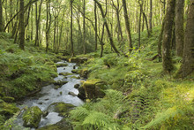 Stream In The Forest, Shot In Dartmoor National Park, Devon, England, UK