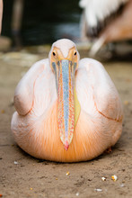 Pelican. Big Bird On The Beautifyl.