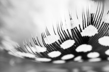 Guinea Hen Feather With Details