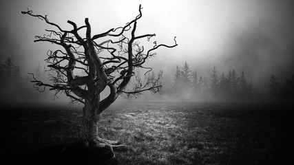 dark horror spooky tree.