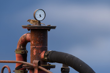 Sparrow sitting behind meter and on top of a red and rusty old machine used for checking air pressure on early evening in August in Helsinki, Finland. 