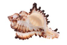 Sea Shell Isolated
