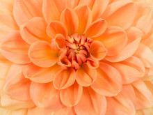 Full Frame Close Up Of An Orange Blooming Chrysanthemum Flower
