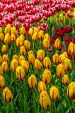 Fototapeta Tulipany - tulipe au Keukenhof