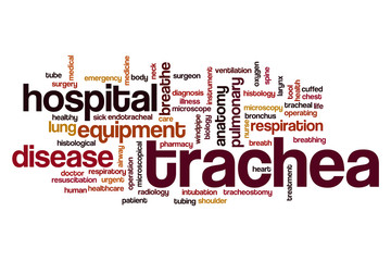 Wall Mural - Trachea word cloud