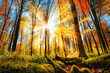 Herbst Szenerie im Wald mit viel Sonne und buntem Laub