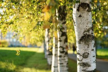 Wall Mural - close up birch on an alley with beautiful bokeh on the back