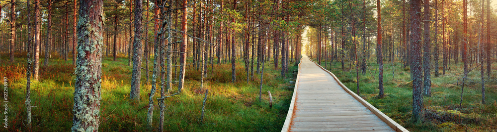 Viru bogs at Lahemaa national park in autumn. Wooden path at beautiful wild place in Estonia - obrazy, fototapety, plakaty 