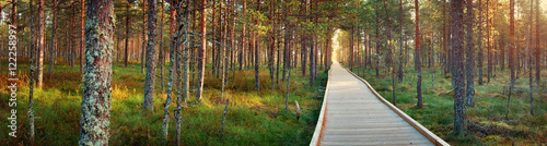 Viru bogs at Lahemaa national park in autumn. Wooden path at beautiful wild p...