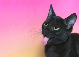 Portrait of a black domestic short hair kitten with yellow green eyes isolated on a mottled pink and yellow background. Tongue sticking straight out. Looking to viewers left.