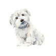 Maltese dog. Portrait small dog. Watercolor hand drawn illustration