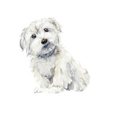 Fototapeta  - Maltese dog. Portrait small dog. Watercolor hand drawn illustration