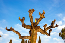 Pruned Tree On A Blue Sky With Clouds