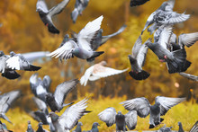 Flock Of Rock Pigeons Soared Into The Sky