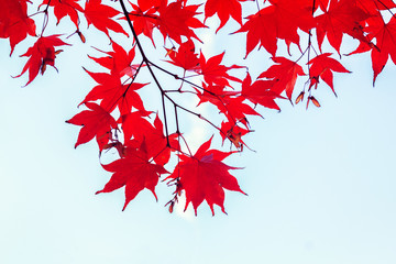 vibrant red maple leaves border on blue sky, retro toned