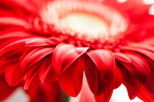 Gerbera Jamesonii - Red Beautiful Flower With Macro Details
