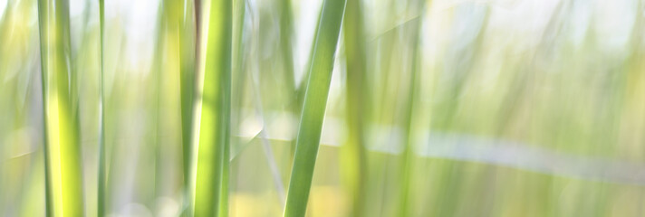  Abstract Grass