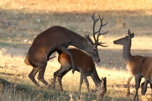 Red Deer Mating In The Iberian Peninsula.