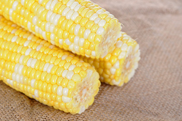 fresh sweet corn