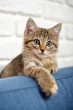 Fototapeta Koty - Cute little kitten