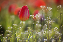Red Tulips Growing With Sprigs Of Small White Flowers At Wooden Shoe Tulip Farm, Woodburn, Oregon, United States Of America