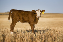 Newborn Calf In Stubble Field,Alberta Canada