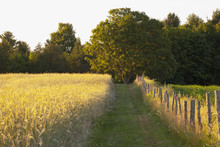 Wheat Field And A Path Beside A Fence In Late Evening,Farnham Quebec Canada