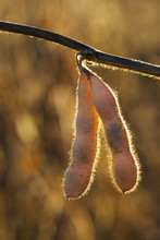 Mature Soybean Pods Hanging From A Plant At Harvest Time In Central Iowa, Iowa, United States Of America