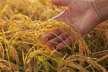 Hand Holding Ripe Rice At Harvest Stage