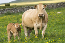 Pedigree Blonde D'Aquataine Cow And Calf On Upland Pasture, Cumbria, England