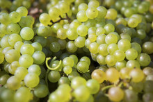 Detail Of Green Wine Grapes, Maryland, United States Of America