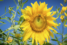 Bright Yellow Sunflower With Bumblebee