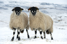 Flock Of Dalesbred Sheep On Snowy Moorland, Near Penyghent, North Yorkshire, England