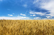 © Designpics - Golden ripe wheat field with blue sky and clouds, Alberta, Canada