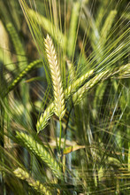Close Up Of Green Barley Heads In A Field, Acme, Alberta, Canada