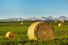 Round Hay Bales In A Green Field At Sunrise With Mountain Range In The Background And Blue Sky, Alberta, Canada
