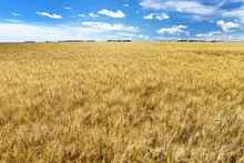 Golden Ripe Wheat Field With Blue Sky And Clouds, Alberta, Canada