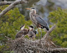 Great Blue Herons In Nest Being Fed By Parent