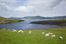Sheep Grazing In A Field At The Entrance To The Dingle Harbour,County Kerry, Ireland