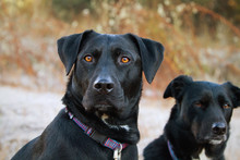 Portrait Of Two Black Dogs Sitting Outside On A Frosty Morning Near Yosemite National Park;Coulterville, California, United States Of America