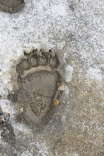 Bear Paw Prints In Snow In Denali National Park;Alaska United States Of America