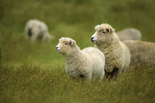 Livestock - A Ewe And Her Lamb On A Green Pasture / Near Cape Farewell, New Zealand.