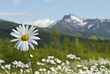 © Designpics - Daisies in meadows if Turnagain Pass in Chugach National Forest