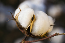 Agriculture - Sideview Of A Mature, Harvest Ready 5-lock Cotton Boll In Autumn / Mississippi, USA.