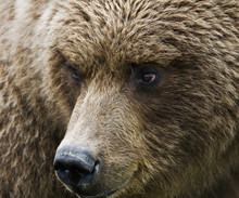 Close Up Portrait Of Brown Bear, Ursus Arctos