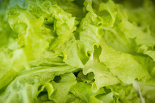 Close Up Of Green Lettuce At The Waverly Farmers Market, Baltimore, Maryland, United States Of America