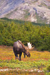 © Designpics - A Bull Moose In Rut Standing In A Wooded Area Near Powerline Pass In Chugach State Park, Anchorage, Southcentral Alaska, Autumn