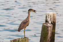 A Night Heron Eating A Crab On A Post In A Marina
